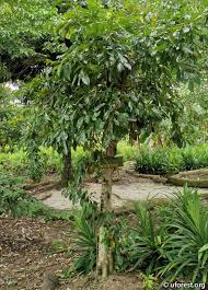 Image result for Annona muricata