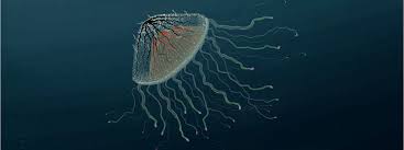 All i have are fedoras. Flower Hat Jellyfish Drawings Sketchport