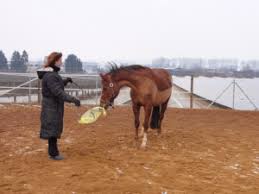 Maybe you would like to learn more about one of these? Feldenkrais Fur Das Pferd Hof Kattenbicke
