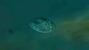 Image result for Isonema