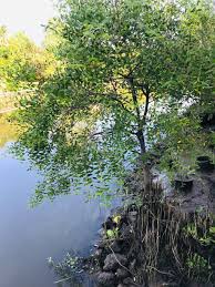 Image result for Sonneratia