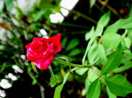 We did not find results for: No Roses Without Thorns Quotes Quotesgram