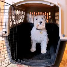 Promising you the best of pet relocation services in uk, most of the pet travel agents are now also accredited with iata live animal regulations so as to make your pet's transportation an easier and. Pets And People On The Move Petrelocation
