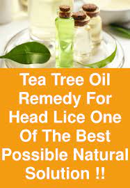 Tea Tree Oil Remedy For Head Lice One Of The Best Possible Natural Solution One Of The Most Common Pr Tea Tree Oil For Acne Tea Tree Oil Tea