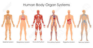 Medical Education Chart Of Biology For Human Body Organ System