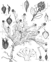 Image result for Seddera suffruticosa