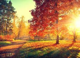 Herfst Behang Kopen? - Fotobehang