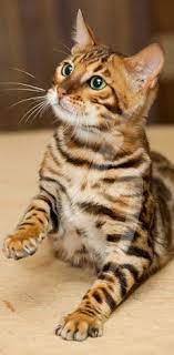 pin na doske koty koshki kotyata