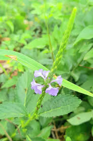 Image result for Stachytarpheta