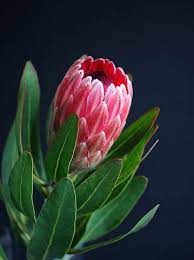 100 Free Protea Flower Photos Pixabay Australian Flowers Protea Flower Australian Native Flowers