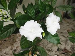 Image result for Tabernaemontana