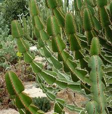 Image result for Euphorbia cooperi