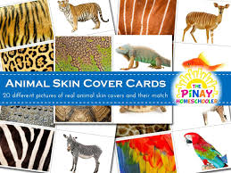 The Pinay Homeschooler Animal Activities Animal Skin Matching Cards