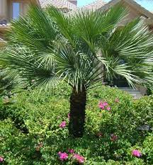 Plant Of The Week European Fan Palm Palm Trees Landscaping European Fan Palm Live Plants