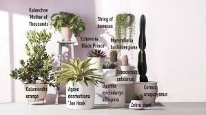 It tolerates low light conditions just. Grow Gorgeous Houseplants In Any Kind Of Light Martha Stewart