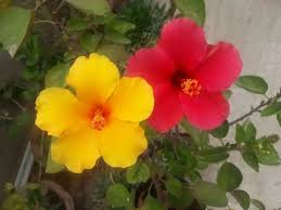 Maybe you would like to learn more about one of these? 12 Heavenly Flowers That Start With H