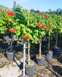 Image result for Tecomaria capensis