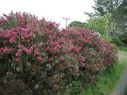 Pruning lightly when new growth appears (tip pruning) or trimming by cutting just behind flowerheads as they are finishing up are two techniques that can be used. Bottlebrush Pruning Info Learn How And When To Prune Bottlebrush