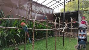 Taman negara pulau pinang terletak di daerah pentadbiran barat daya pulau pinang. Taman Burung Pulau Pinang Penang Bird Park Youtube