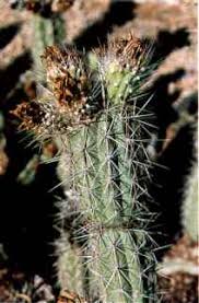 The wood skeletons of cholla cacti, subject to spartan desert conditions and hurricane force winds, provide a new template for torsionally resilient biological materials. Grusonia Cultivation Of Cacti The Cactus Expert