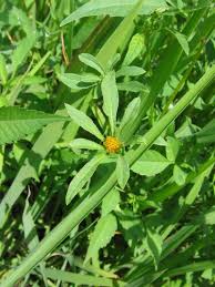 Image result for Bidens flagellata