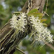 Image result for Aeranthes africana