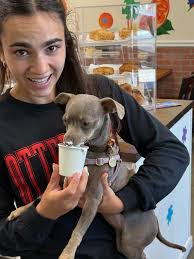 What breed is my chihuahua mix hazel?