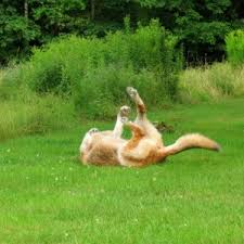 But, don't be too excited yet. Miracle German Shepherd Dog Rescue Of Maine Miraclemaine Twitter