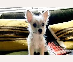 We did not find results for: Embark Dog Dna Test Breed