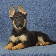 Vom haus berg german shepherd dogs and brush creek dog training kennels is located on 20 acres just south of stillwater, oklahoma. Akc Female German Shepherd Puppies 13 Weeks Old For Sale In Branson Missouri Classified Americanlisted Com
