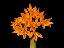 Image result for Rotheca aurantiaca