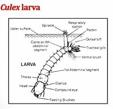 Mosquito larvae swimming pool worm identification. What Is The Difference Between A Tadpole And Mosquito Larvae Quora