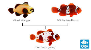 Clownfish Ora