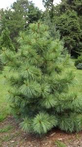 It has large and tasty nuts that are gathered in korea and eastern russia and are greatly prized for their rich flavor and nutritional value. Pinus Koraiensis Avocadra Avocadra Korean Pine Shade Garden Plants Arboretum