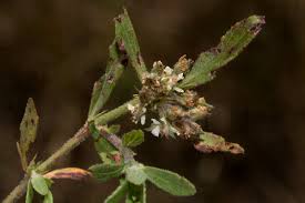 Image result for Bergia