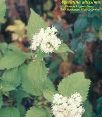 Image result for Ageratinastrum