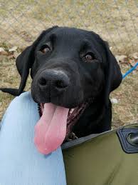 Female Black Labrador Retriever Puppy Labradorretriever Labradorretrieverpuppies In 2020 Black Labrador Retriever Labrador Retriever Labrador Retriever Puppies