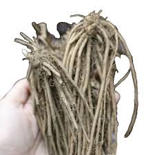 Image result for Asparagus petersianus