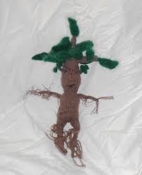 Adventure in a land steeped in fear, myth and superstition. A Mandrake For A Bookseller Magic Needles