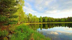 They try to survive by trying to get as much sunlight and water as possible. How To Get Water In The Forest New Reviews In 2021 Fontanel