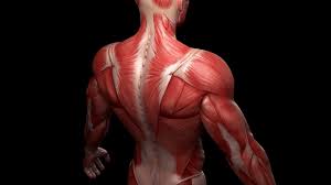 There is no exact count largely because expert opinions are conflicted regarding what constitutes a distinct muscle. Sciplanet The Four Elements That Make Your Body Earth