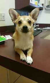 Corgi Chihuahua Mix Black And Brown Corgi Chihuahua Mix Puppy Corgi Chihuahua Mix Chihuahua Mix Puppies Weiner Dog