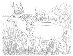 Includes images of baby animals, flowers, rain showers, and more. Free Printable Deer Hunting Coloring Pages Google Search Deer Coloring Pages Horse Coloring Pages Animal Coloring Pages
