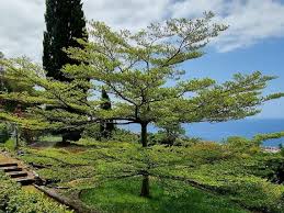 Image result for Terminalia neotaliala