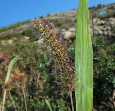 Image result for Setaria verticillata