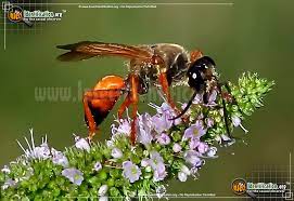 Great Golden Digger Wasp Sphex Ichneumoneus