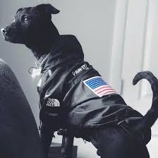 From an exclusive range of bulldog clothes to stylish french bulldog apparel, we have introduced the best quality and stylish pug accessories. Luxury Winter Small Dog Clothes For Small Large Dogs French Bulldog Cl