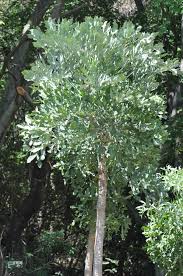 Image result for Cussonia sessilis