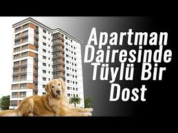 Tasma Cekistirme Havlama Ask In Pozitif Kopek Egitimi Youtube