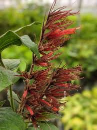 Image result for Sanchezia